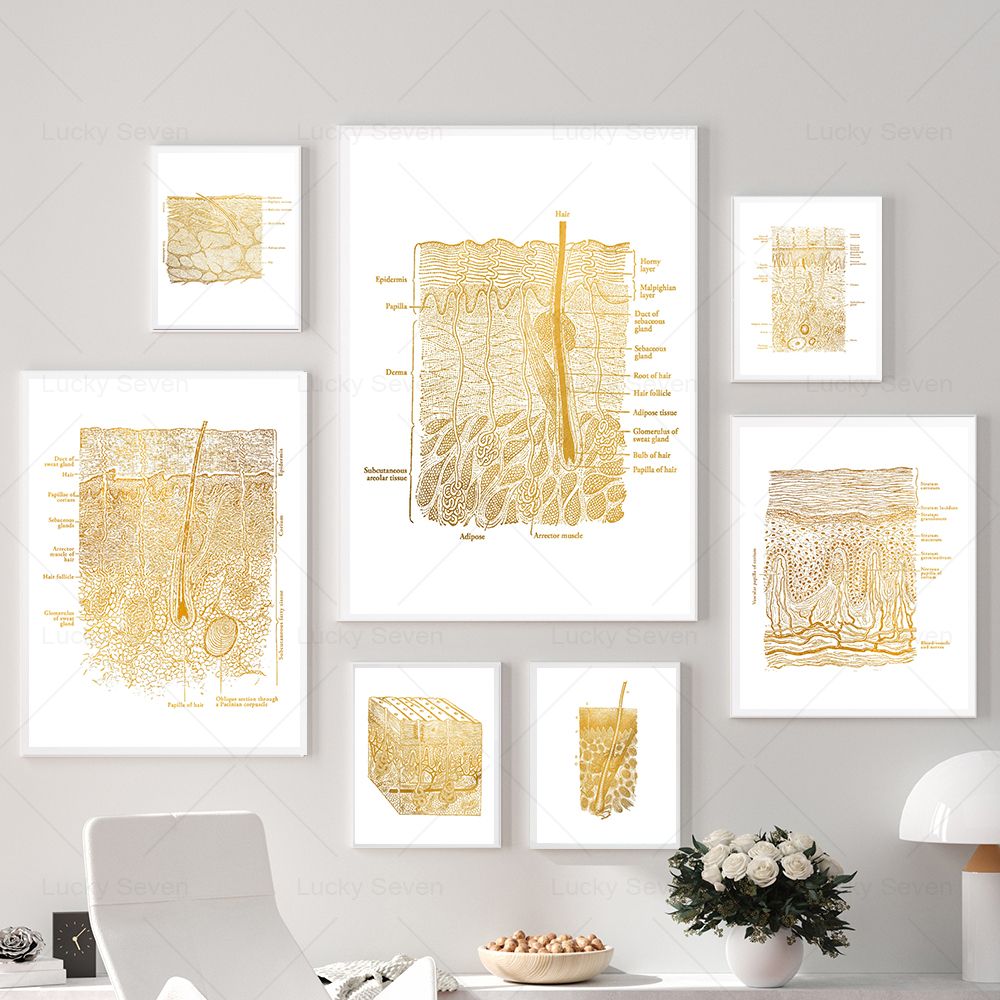 Skincare Ls - Hautpflege Anatomie Poster Dissektion Histologie Anatomische