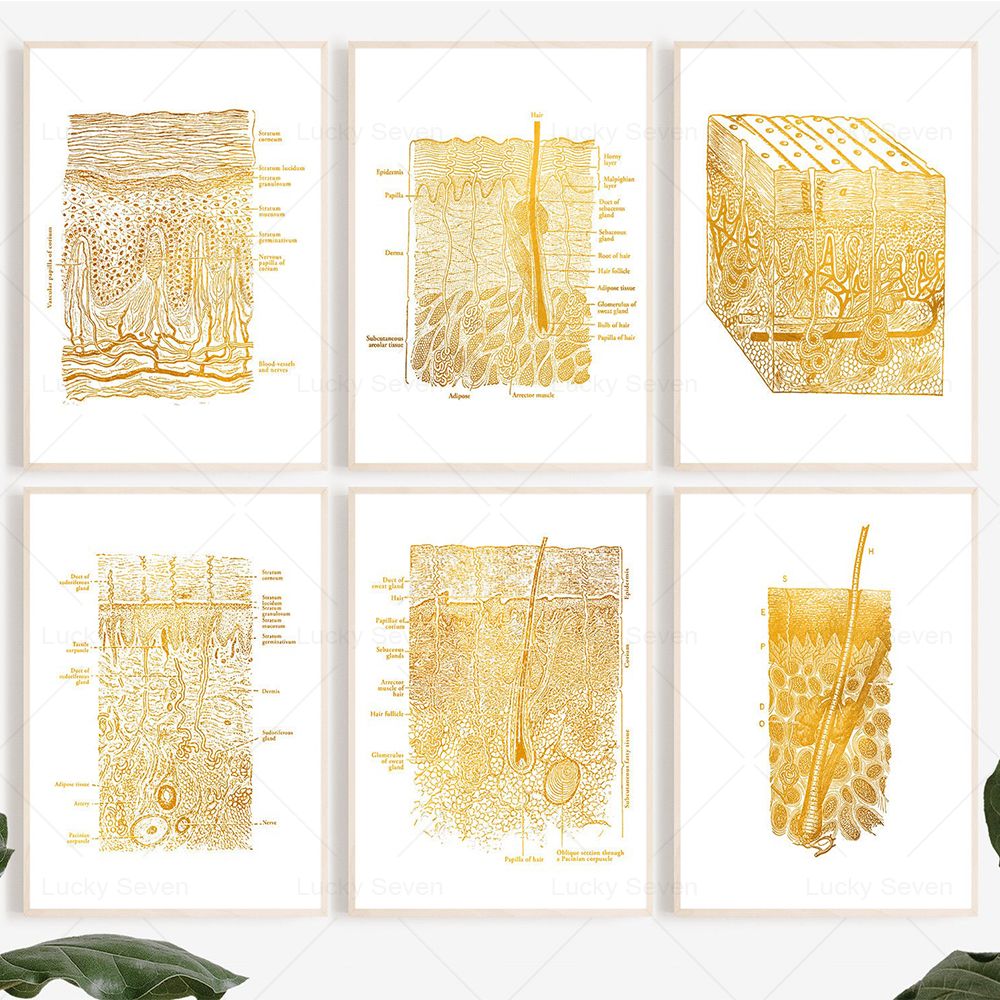 Hautpflege Anatomie Poster Dis – Skincare Ls Bewertung und Preis