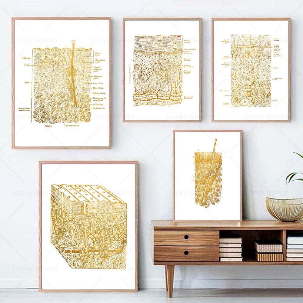Hautpflege Anatomie Poster Dis – Skincare Ls Bewertung und Preis